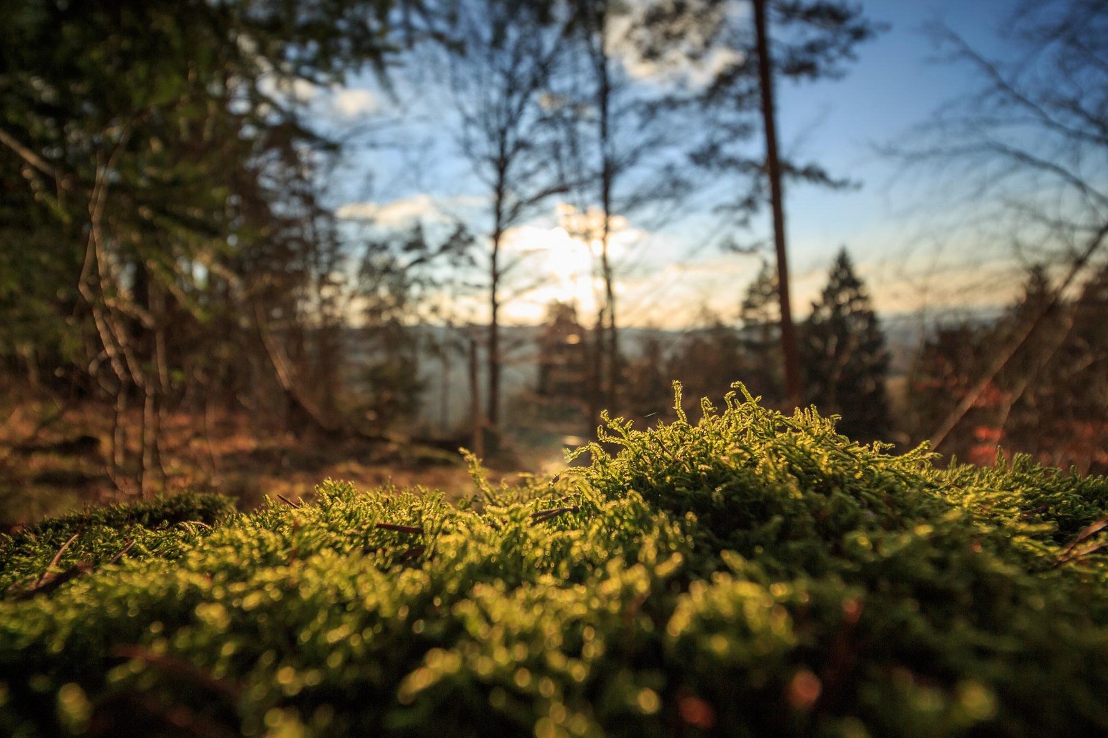 Moos im Abendlicht am Waldrand