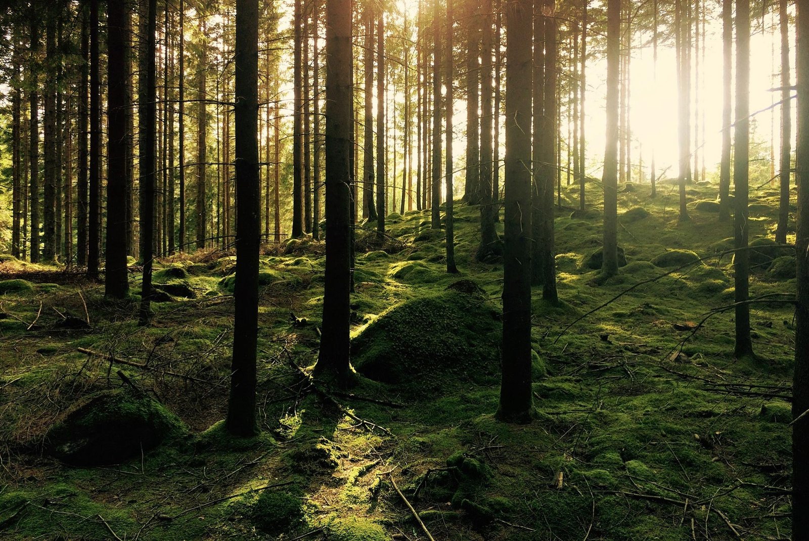 Nadelwald im Hochschwarzwald